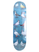 Anti Hero - Anti Hero - Daan Show Pigeons