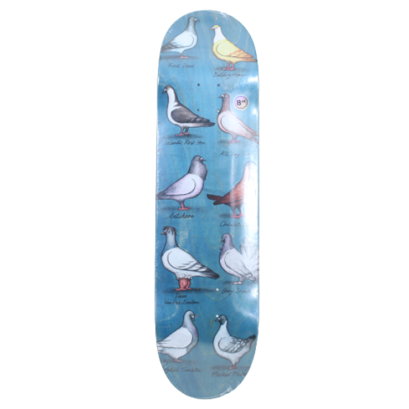 Anti Hero - Anti Hero - Daan Show Pigeons